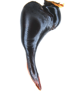 speciesimage