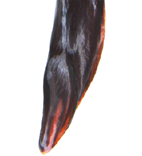 speciesimage