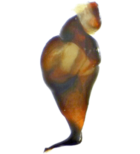 speciesimage
