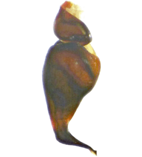 speciesimage