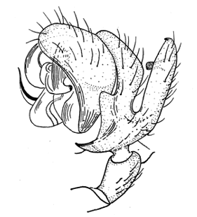 speciesimage