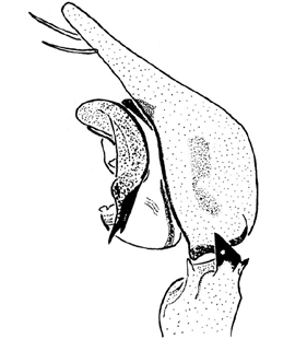 speciesimage