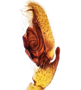 speciesimage