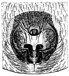speciesimage