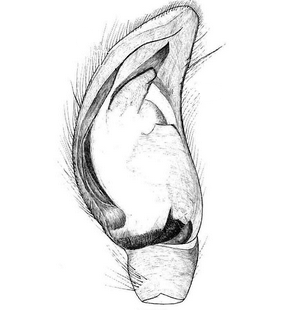 species