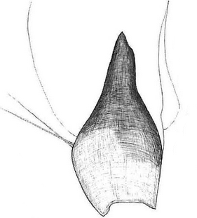 species