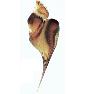 speciesimage