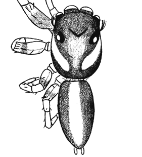 speciesimage