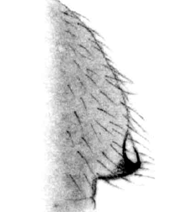 speciesimage