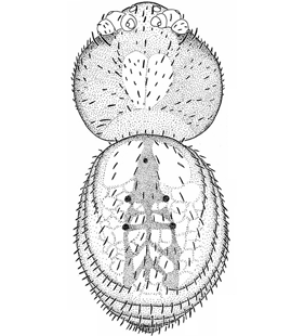 species