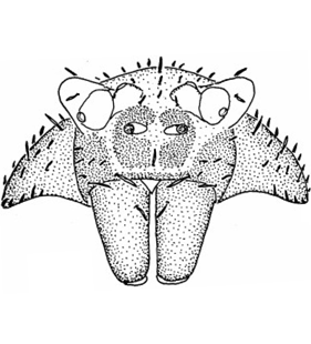 species