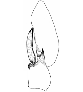 species