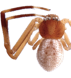 species