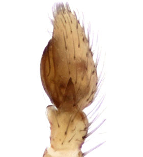 species