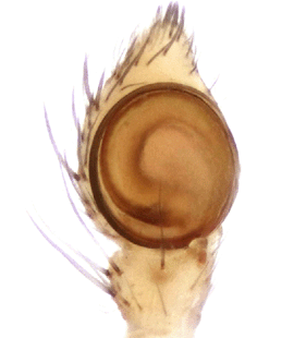 species