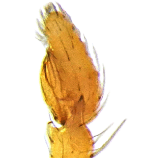 species