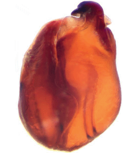 speciesimage