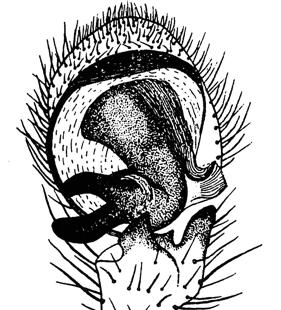 speciesimage