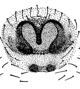 speciesimage