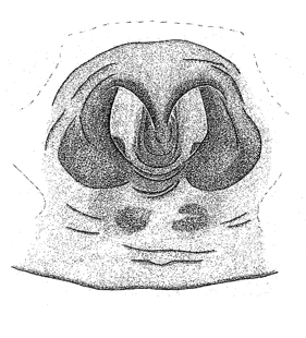 speciesimage