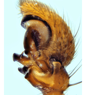 species