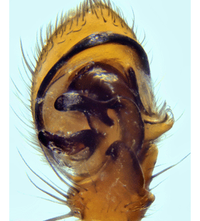 species