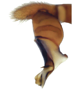 speciesimage