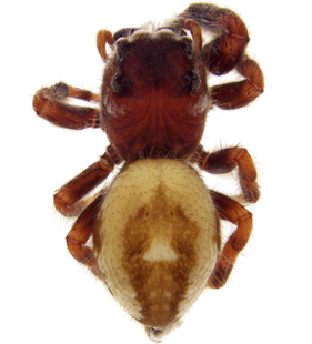 speciesimage