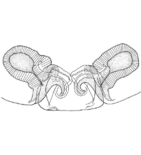 speciesimage