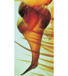 speciesimage