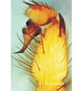 speciesimage
