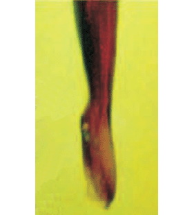 speciesimage