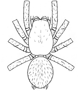 speciesimage