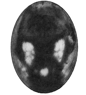 speciesimage