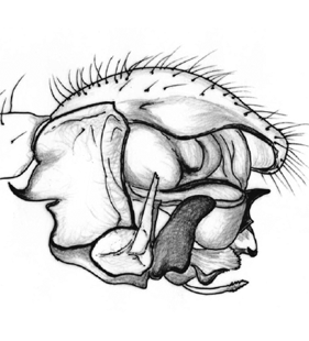 speciesimage