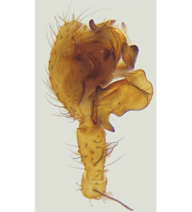 speciesimage