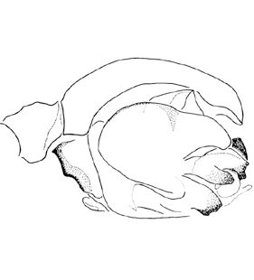 speciesimage