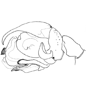 speciesimage