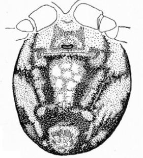 speciesimage