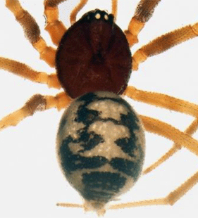 speciesimage