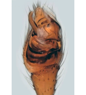 speciesimage