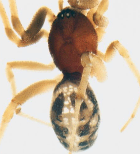speciesimage