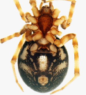 speciesimage