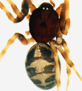 speciesimage