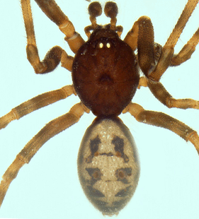 speciesimage