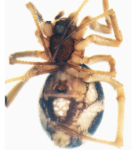 speciesimage