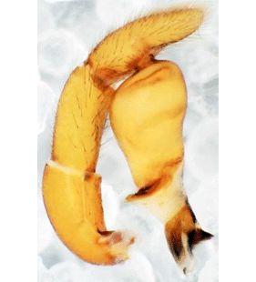 speciesimage