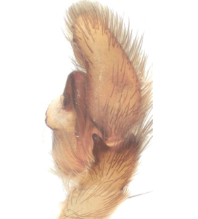 speciesimage