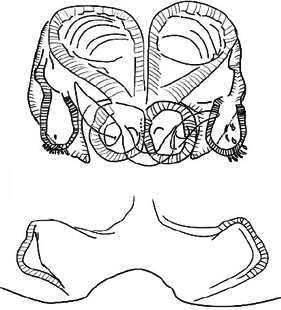 speciesimage
