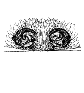 speciesimage